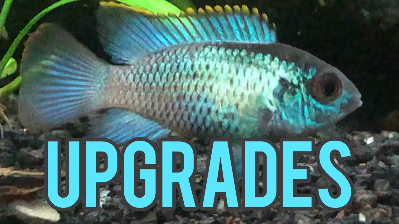 Upgrading My Electric Blue Acara to a 40 Gallon Aquarium (Tank Updates)