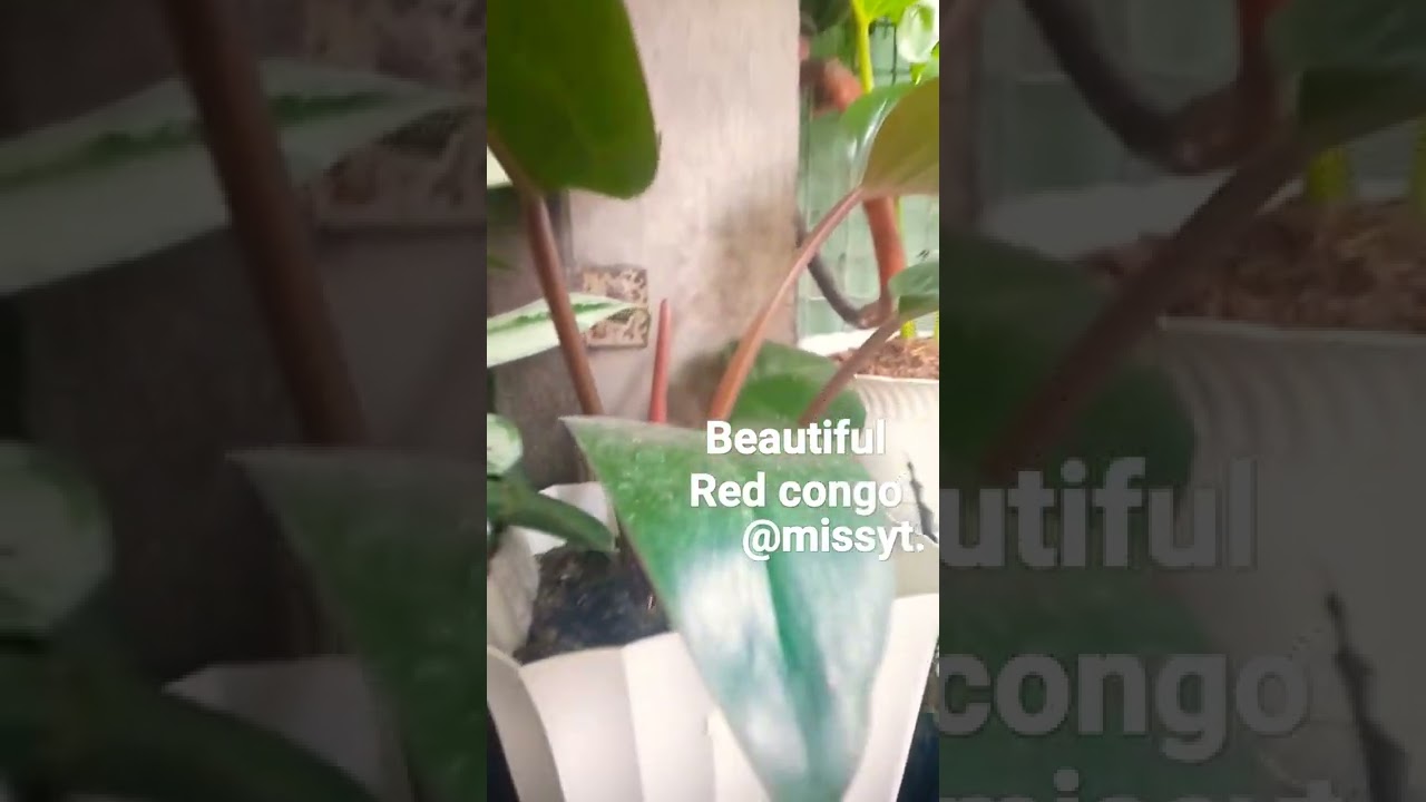 beautiful plants red Congo #short #beautiful #plants #redcongo