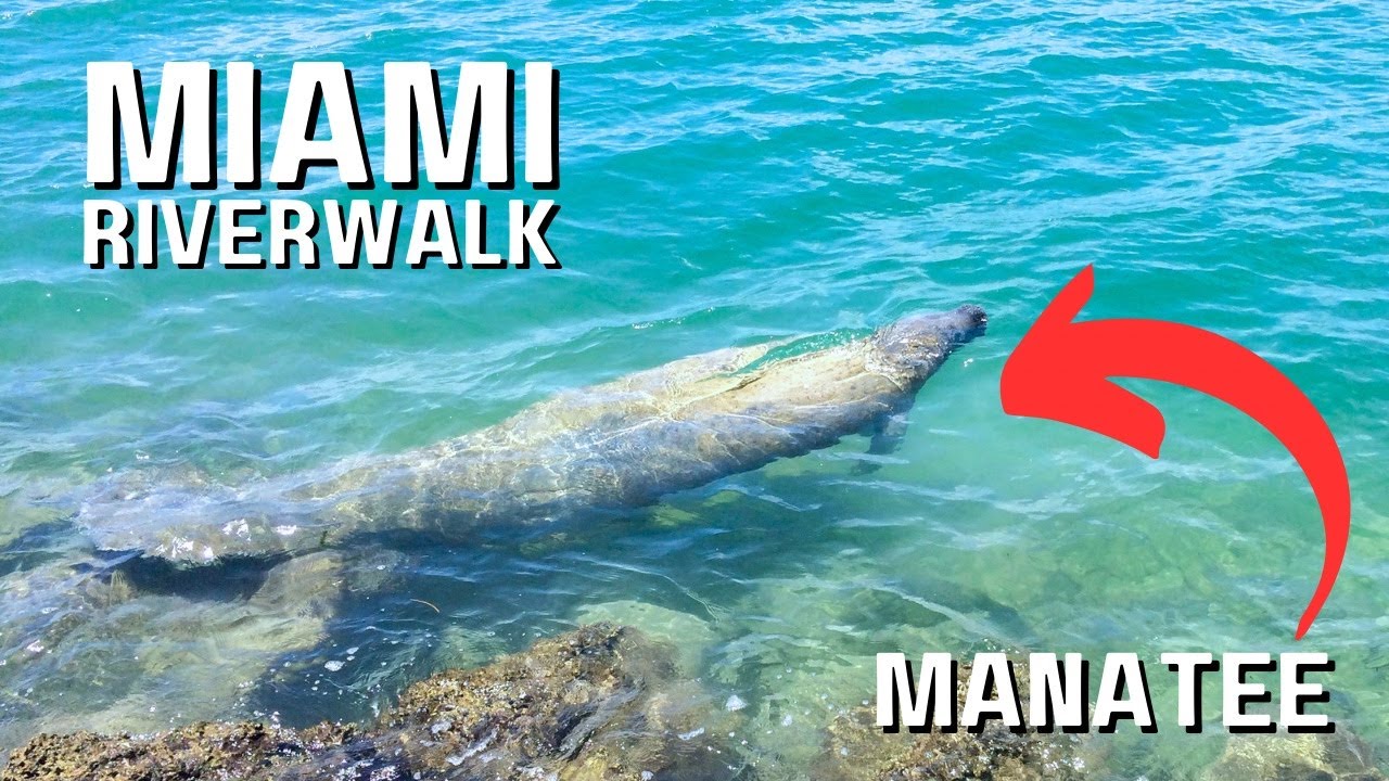 4k Downtown Miami Riverwalk with Manatee Encounter