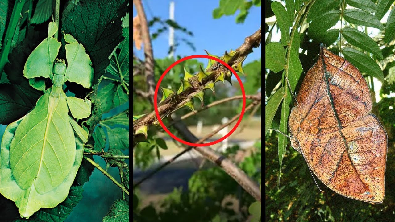 Most Amazing Invisible (Camouflage) Insects |  Get Inspired |