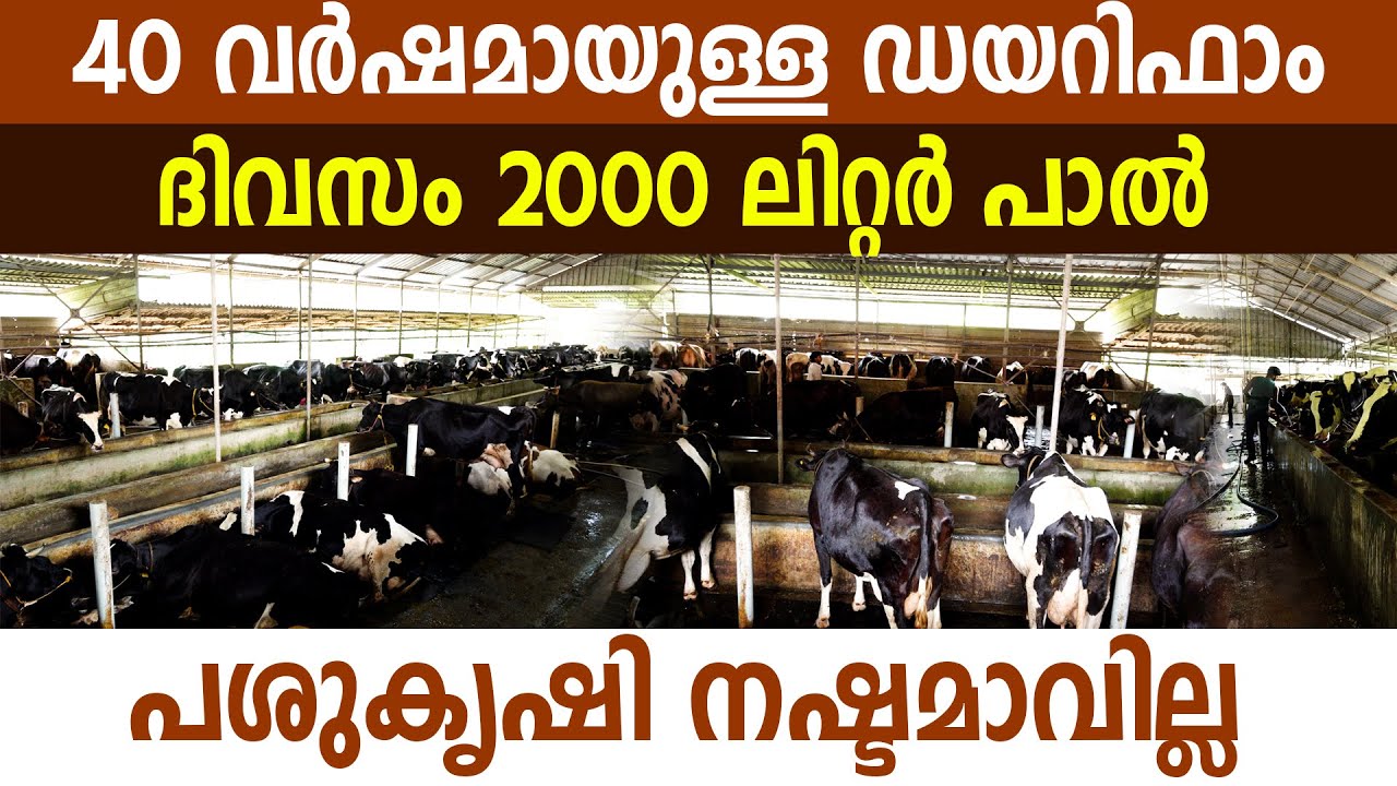 പശുകൃഷിയിലെ ലാഭനഷ്ടങ്ങളെക്കുറിച്ച് തുറന്ന്പറഞ്ഞ് റോബിൻ I Dairy Farming in kerala I Dairy Farm I