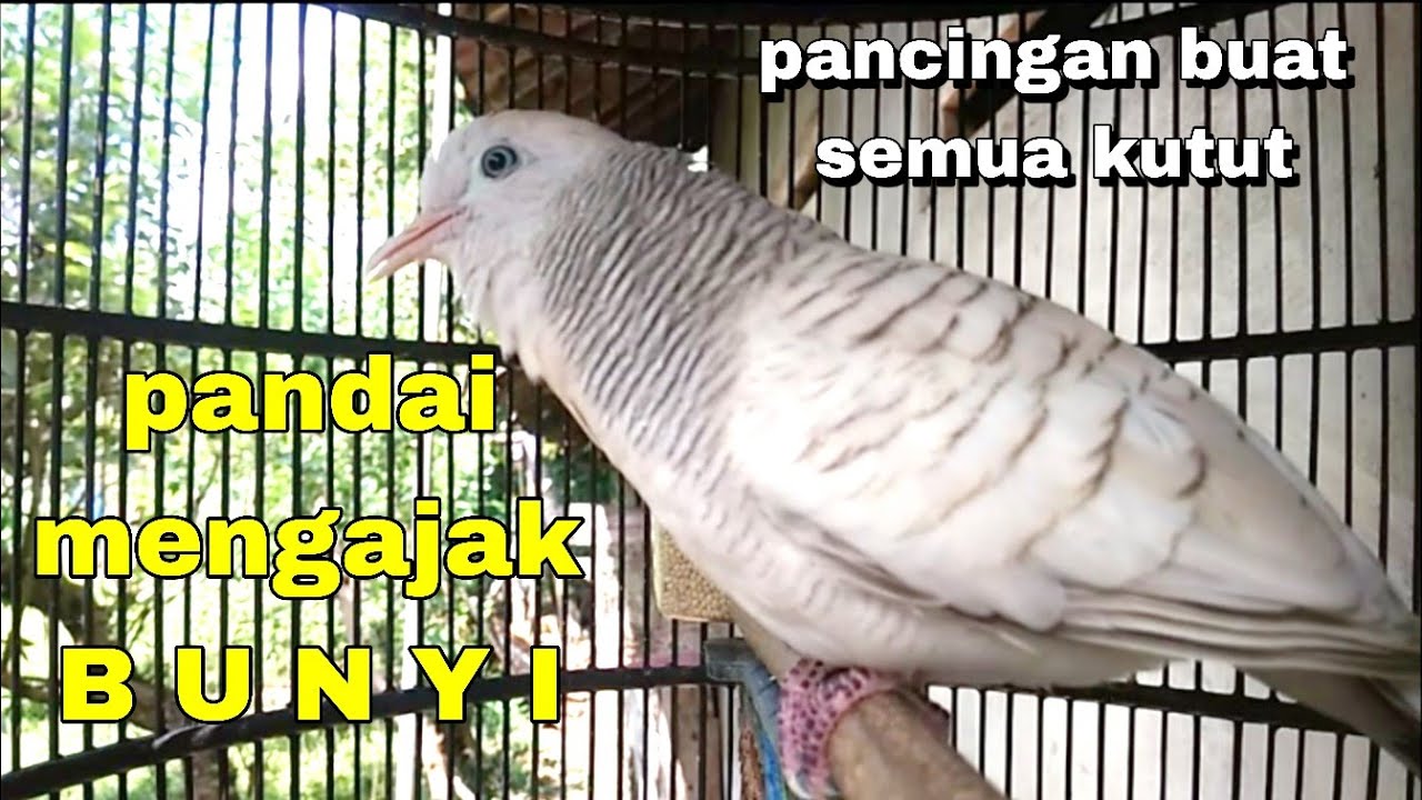 Perkutut silver gacor suara besar merdu pandai mengajak bunyi semua jenis perkutut