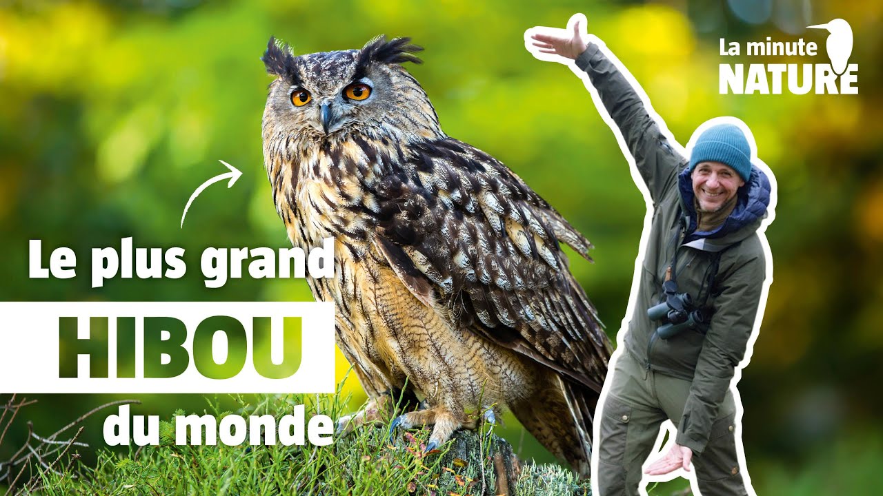 Hibou grand-duc, le maître de la nuit (MN 372)
