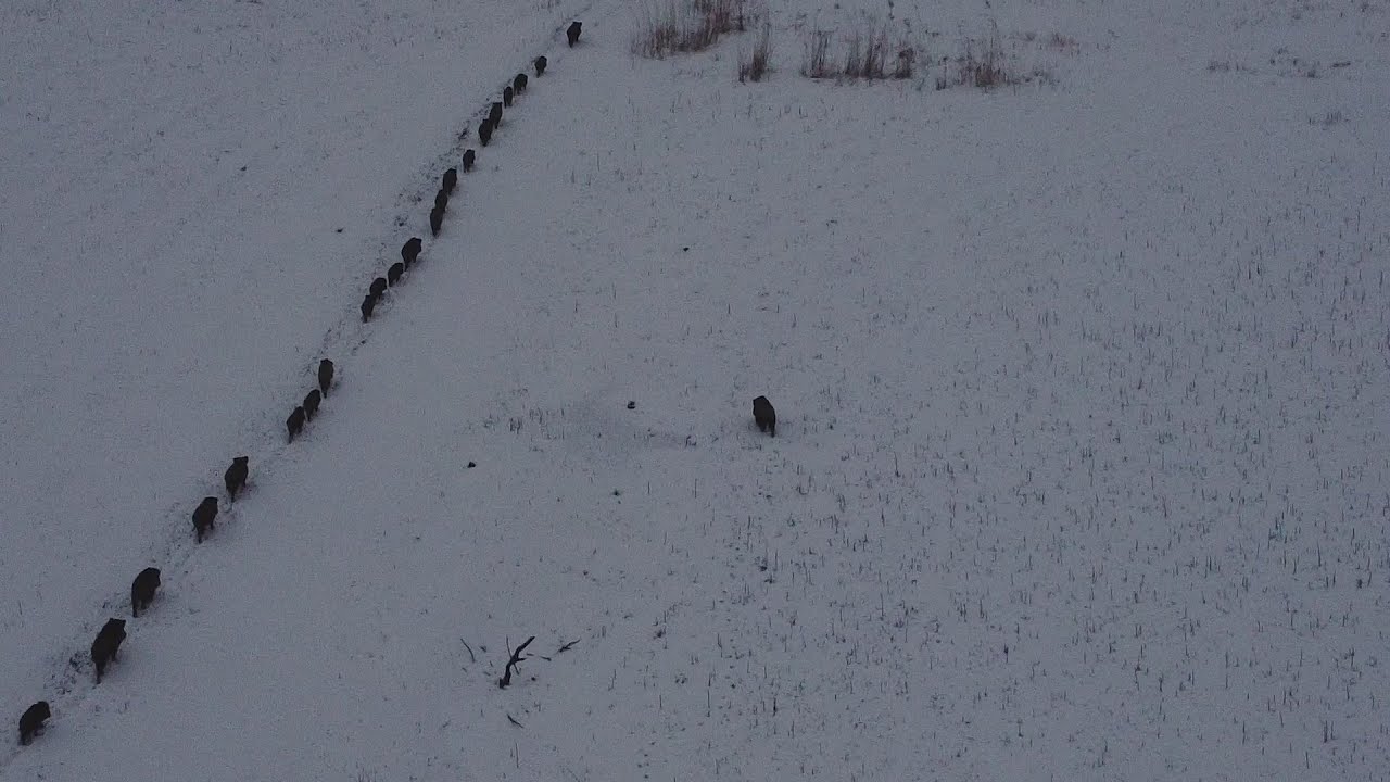 Ayşepınar K&ouml;y&uuml; Yaban Hayatı / K&ouml;y&uuml;n En B&uuml;y&uuml;k Domuz S&uuml;r&uuml;s&uuml;n&uuml; g&ouml;r&uuml;nt&uuml;ledik ( Dron )