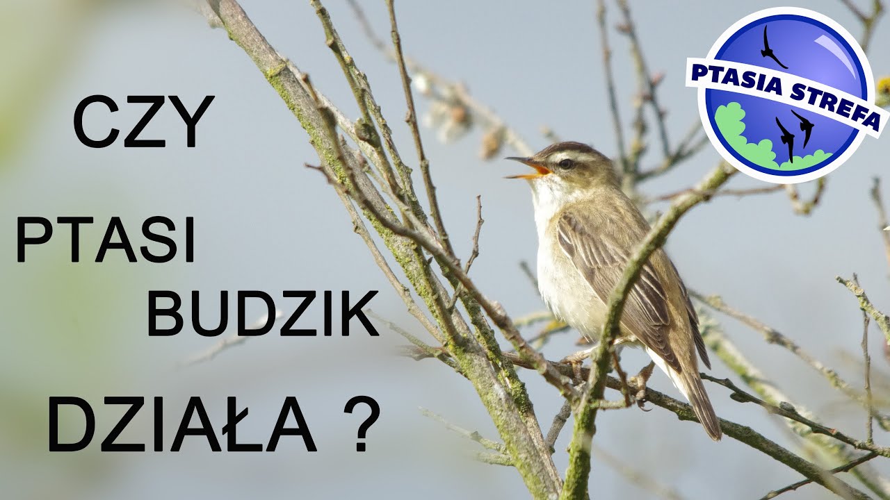 czy ptasi budzik działa?