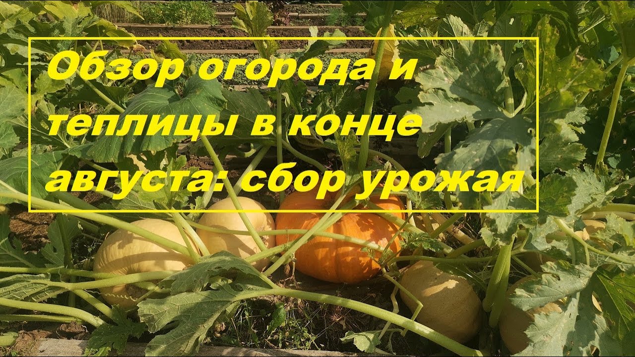 Обзор огорода и теплицы в конце августа 2022 г: сбор урожая🥦🌶