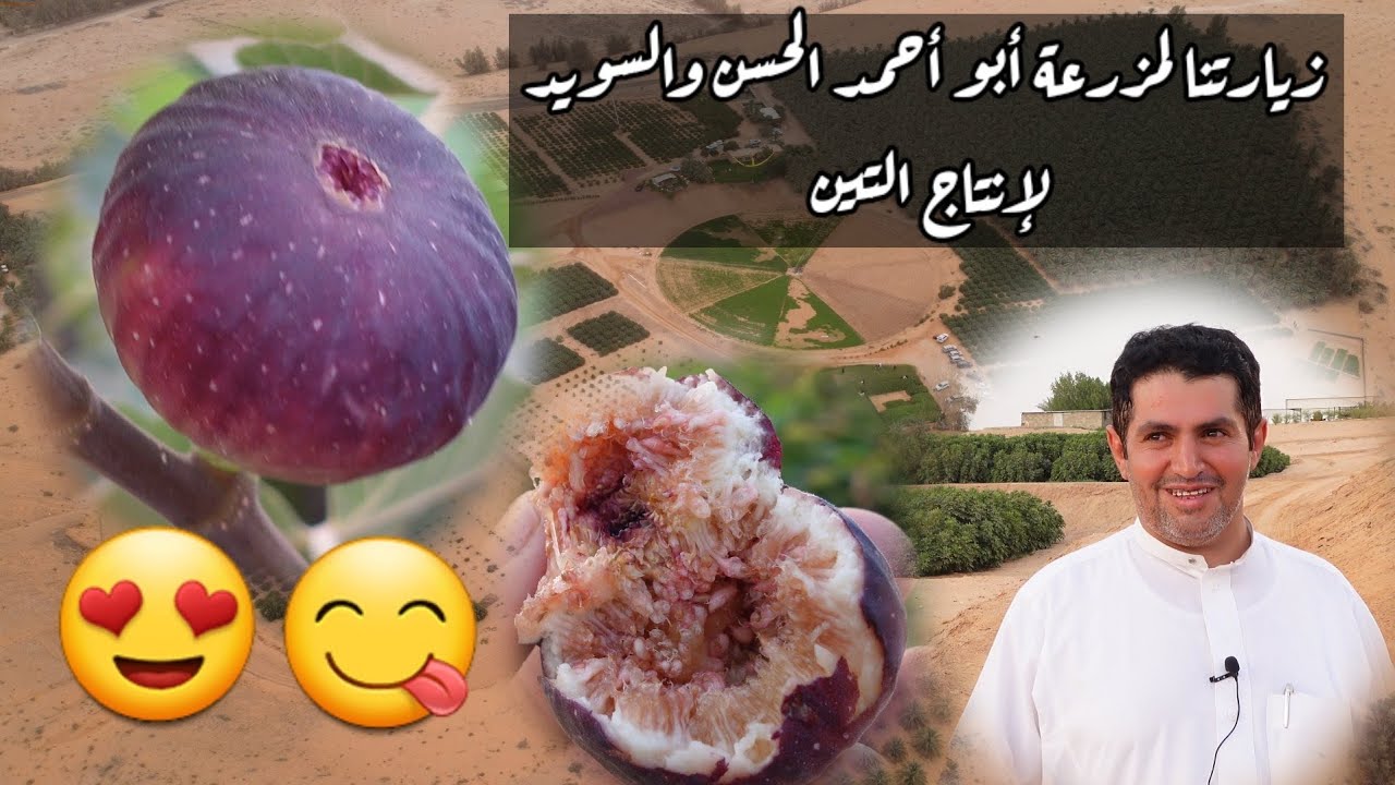 مزرعة الحسن والسويد لإنتاج التين في منطقة القصيم .. تعتبر من أفضل مزارع التين السعودية