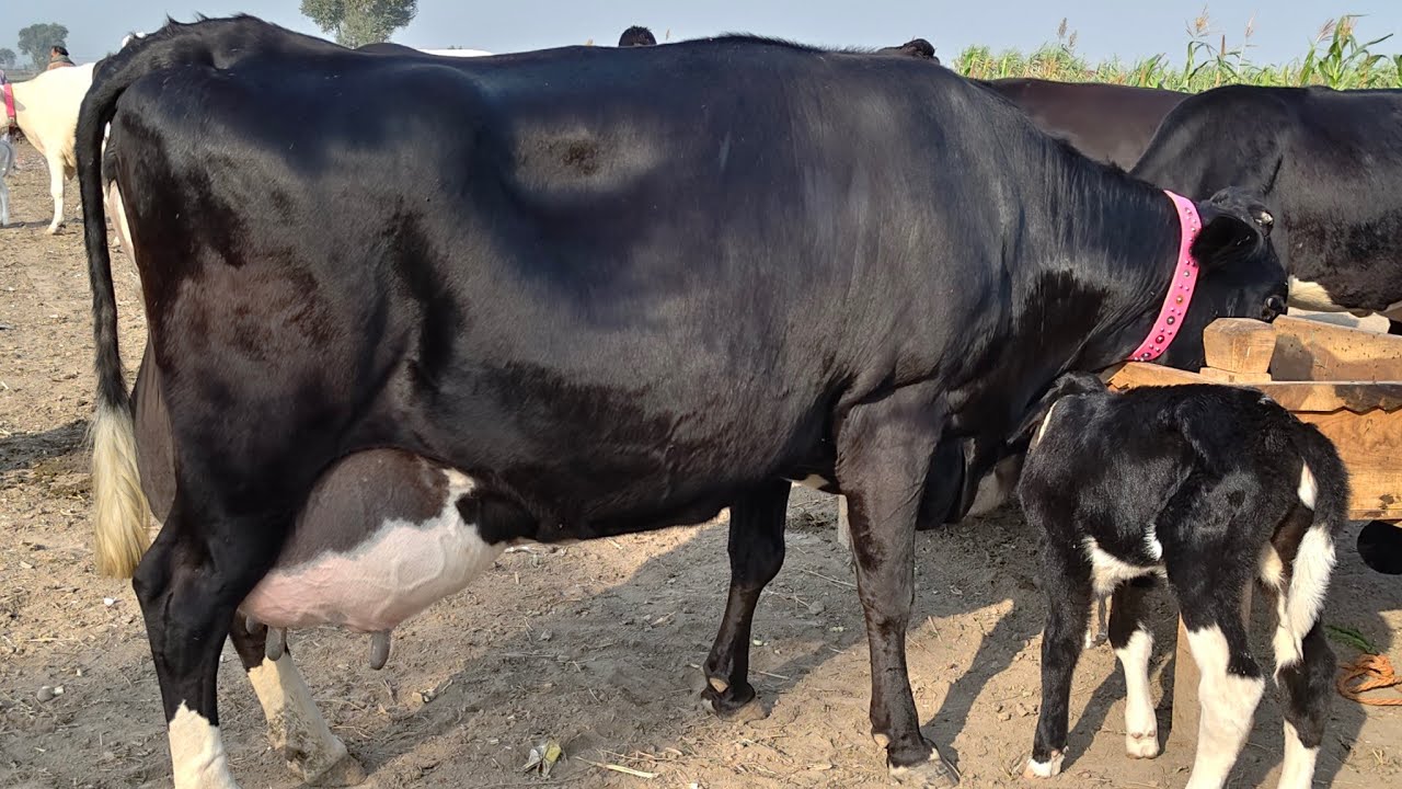 Big cow | jarsi Friesian cross cow | Friesian chulstani cross cow for sale | 18/11/2025