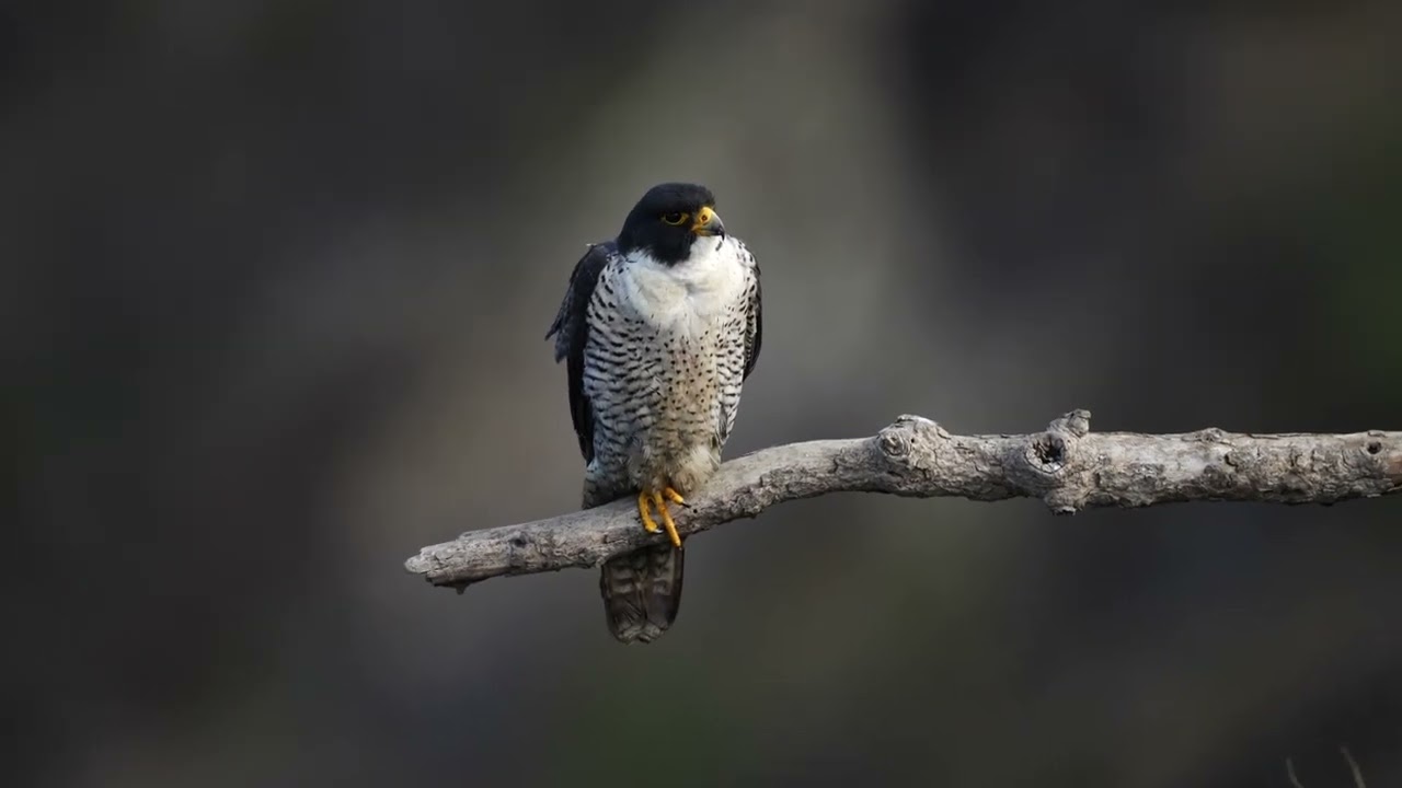 Is Sigma 300-600mm f/4 works during zoom in/out?