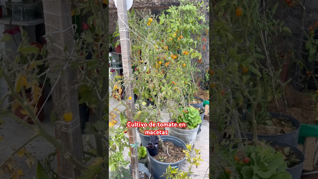 Cultivo de tomates  en macetas en la azotea de mi casa.