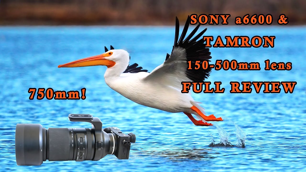 Sony a6600 с объективом Tamron 150-500 мм — ПОЛНЫЙ ОБЗОР для съёмки дикой природы