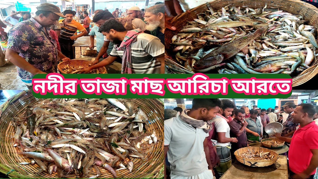 নদীর তরতাজা মাছে ভরপুর আরিচা মাছের আরত/Aricha Wholesale Fish Market@Manikganjprotidin