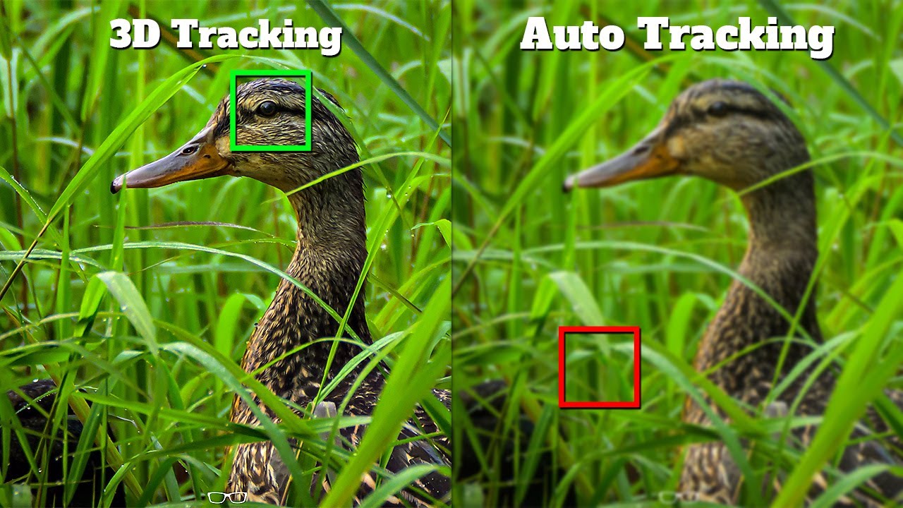 Nikon Z8 Autofocus Modes Explained: Which One Should You Use?