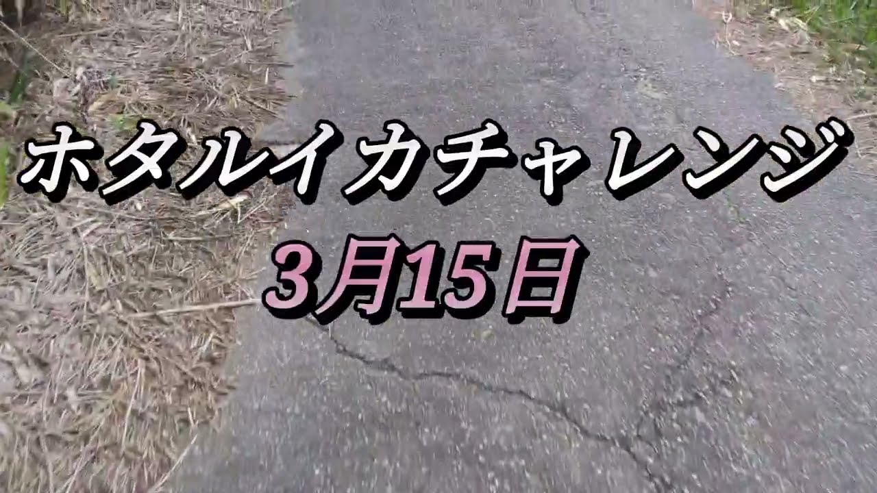 ホタルイカ狙ってみます