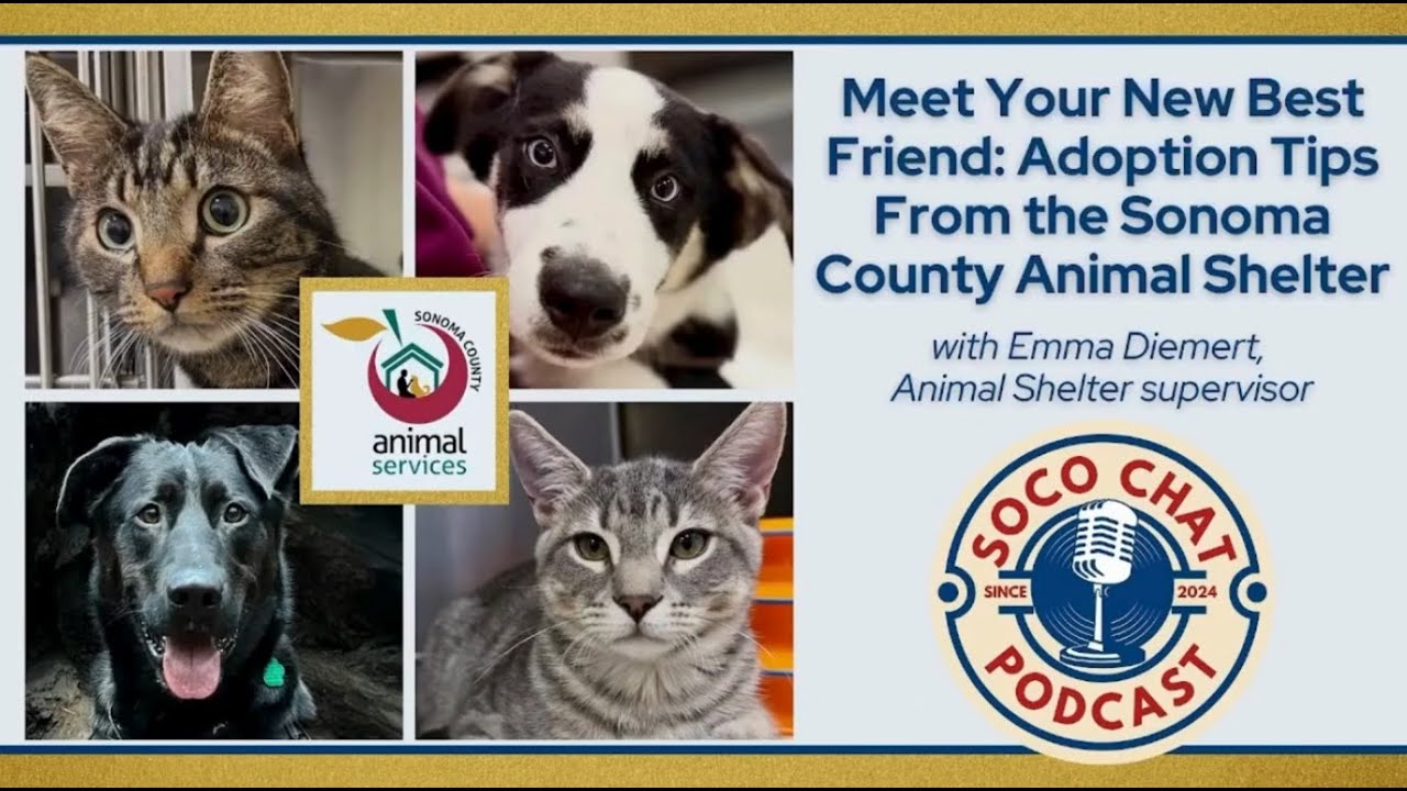 Meet Your New Best Friend: Adoption Tips From the Sonoma County Animal Shelter