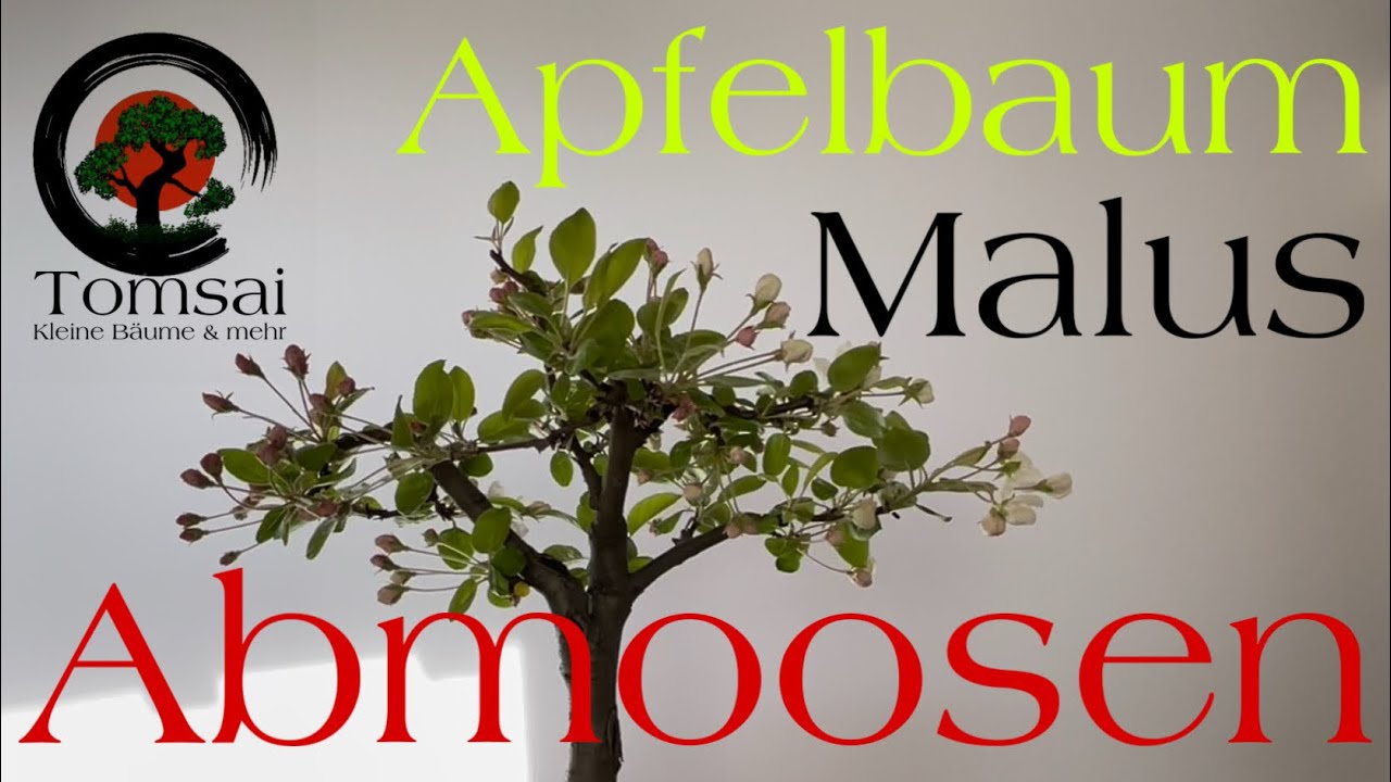 Wie ich meinen Apfelbaum Malus Abmoose Air Layering Bonsai 39/22