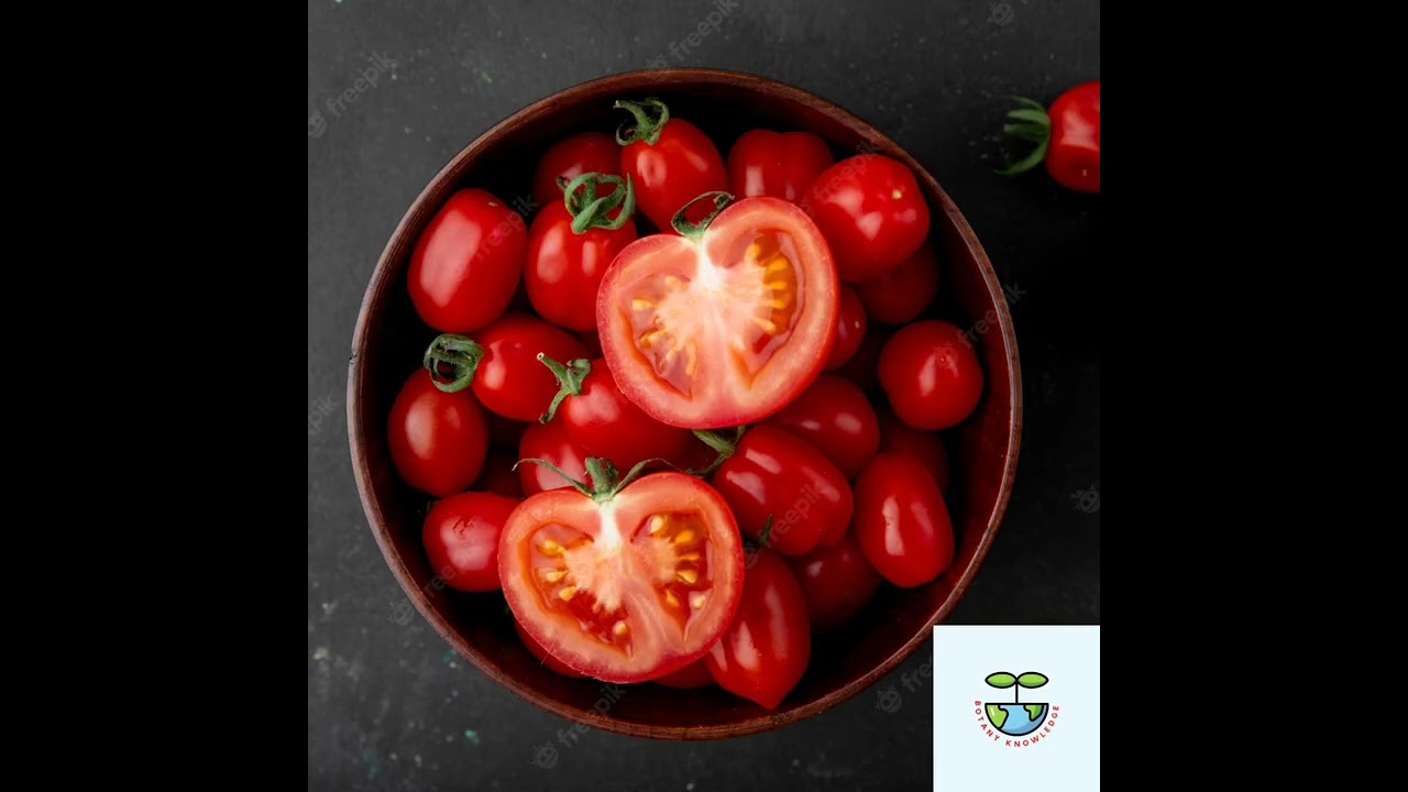 Classification of Tomato (Tmatar)