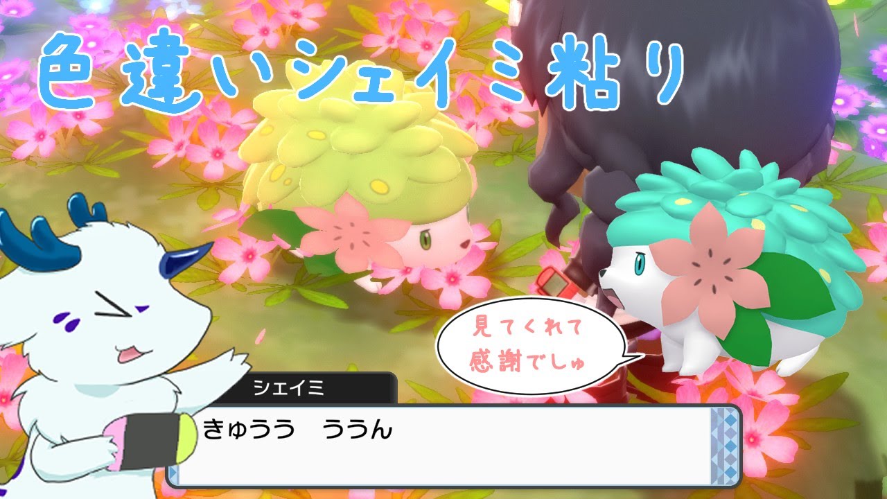 【ポケモンBDSP】色違いシェイミをフレンドボールでゲットしたい……！part8【1201～】