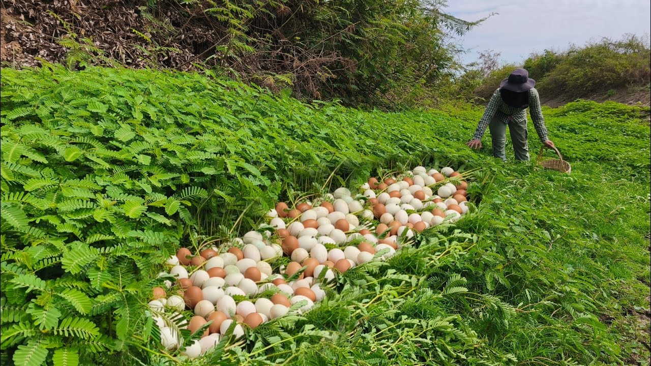 OMG unique- An old farmer went down to the vegetable garden and saw a lot of duck eggs in the grass.