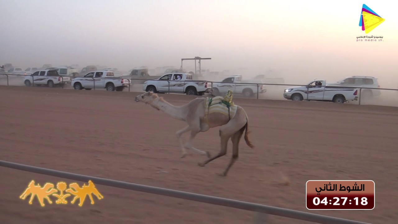 سباق الهجن بميدان شرورة ليوم السبت 1438/6/12-الشوط الثاني