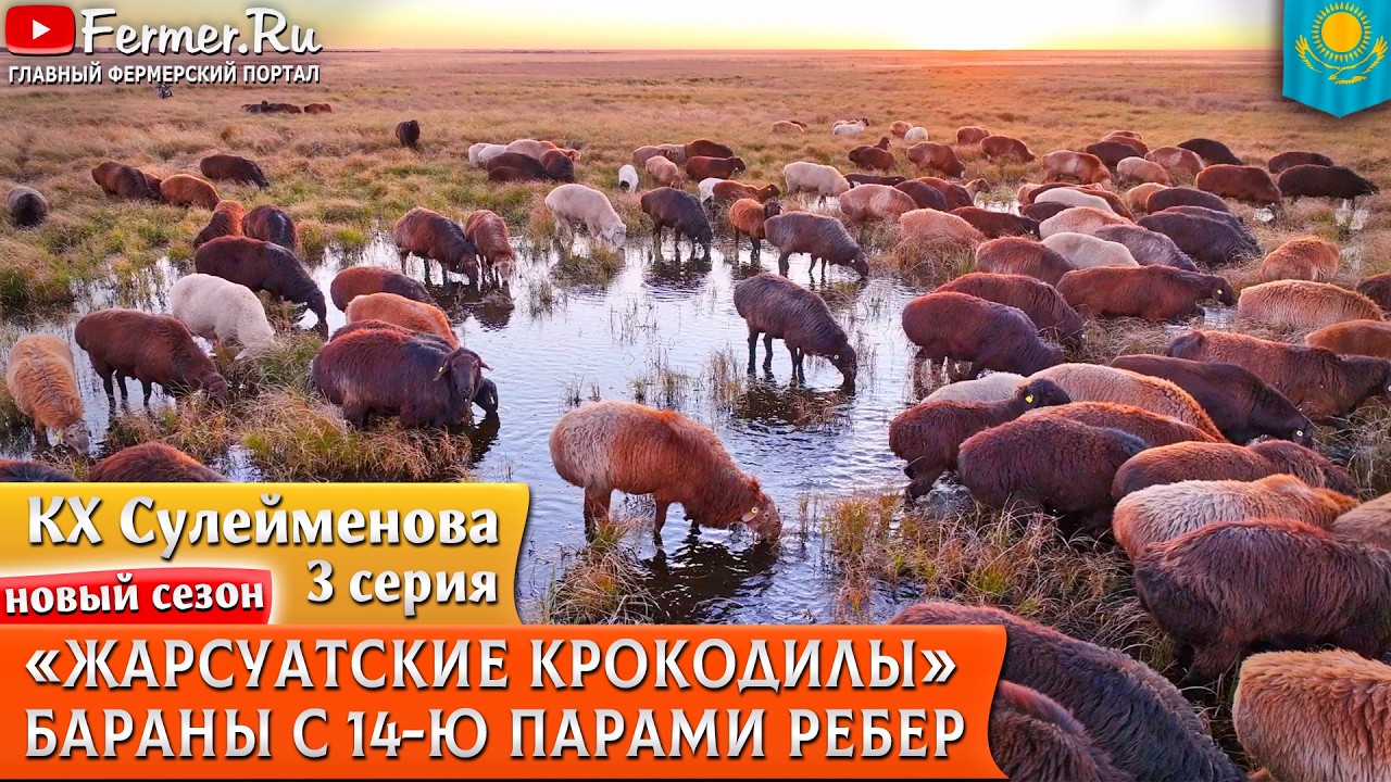 🐏 Вот это селекция! Удлинённая линия эдильбаевских баранов. Отличный курдюк и 14 пар рёбер! Линия Аю