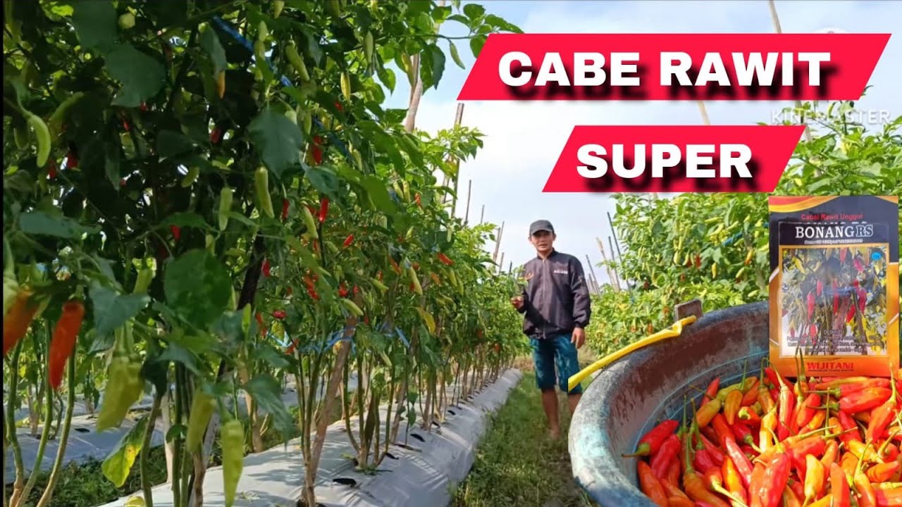 Cabe Rawit Super BONANG RS tipe buah semi merunduk yang buahnya lebat dan besar