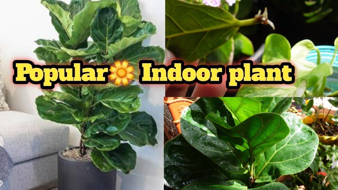 आजकल का सबसे लोकप्रिय पौधा🪴Complete care of Fiddle leaf fig plant/एक पत्ती से चलने वाला पौधा