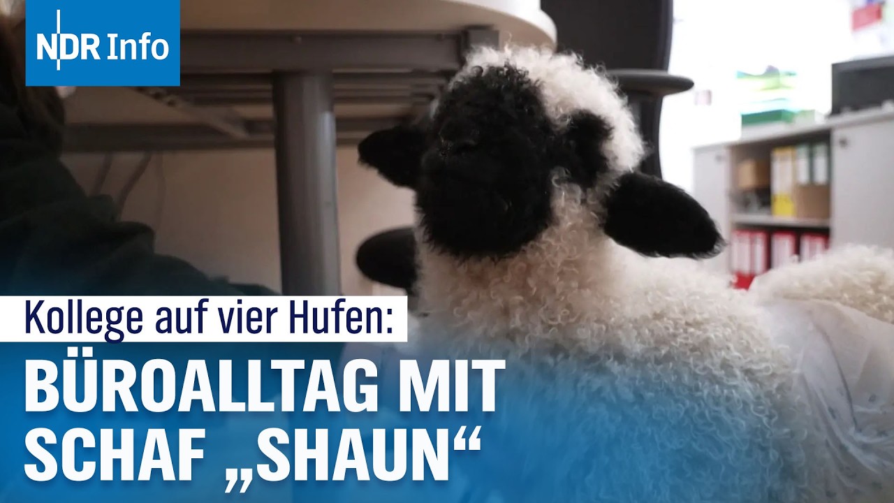 Büro mit „Mäh“: Wie Handlamm 