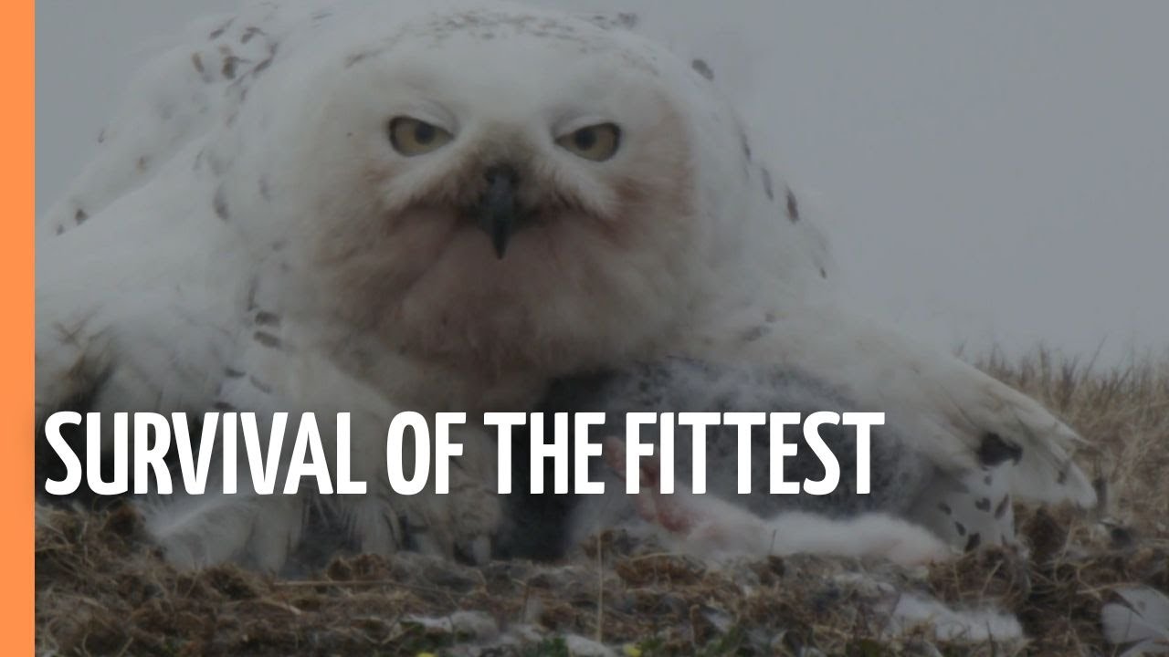 Survival of the Fittest - How Animals manage to Survive the Winter | Full Documentary