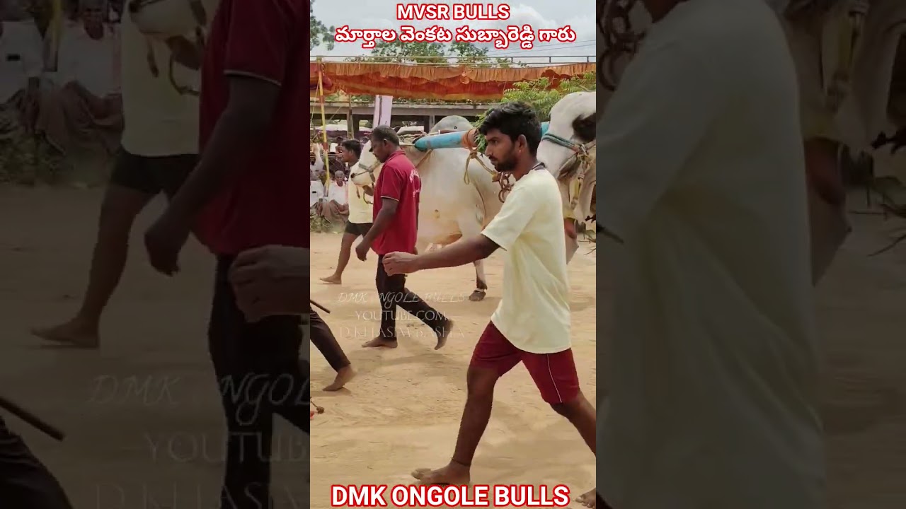 !!MVSR BULLS marthala Venkata subbareddy Garu #youtubeshorts #shorts #trendingshorts