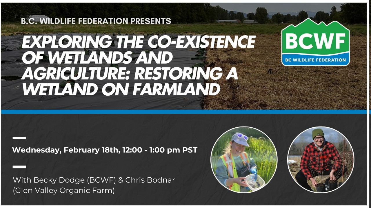 Exploring the Co-existence of Wetlands and Agriculture: Restoring a Wetland on Farmland
