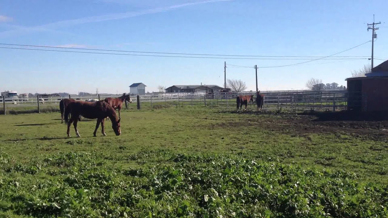 Horse Herd Behavior - New Horse in Herd - Herd Hierarchy - Herd Observation- Rick Gore Horsemanship