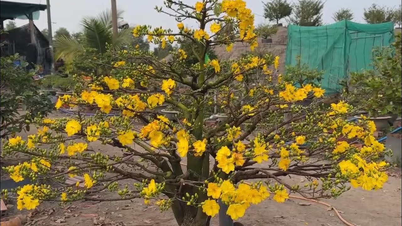 Mai vàng Huỳnh Tú  đang phát trực tiếp!