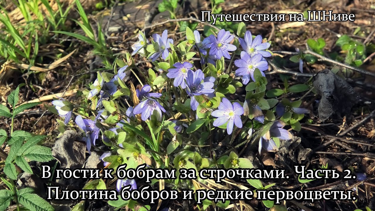 В гости к бобрам за строчками. Часть 2. Плотина бобров и редкие первоцветы.