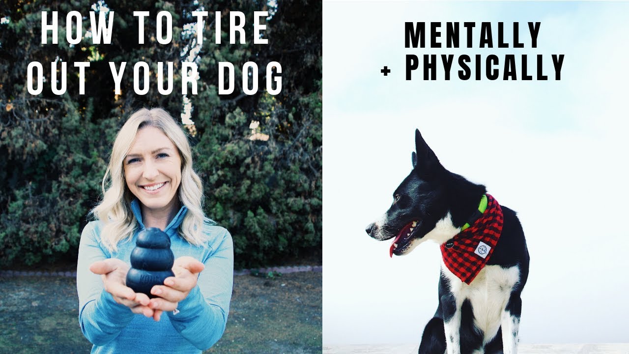 How To Tire Out Your Dog (Mentally + Physically)