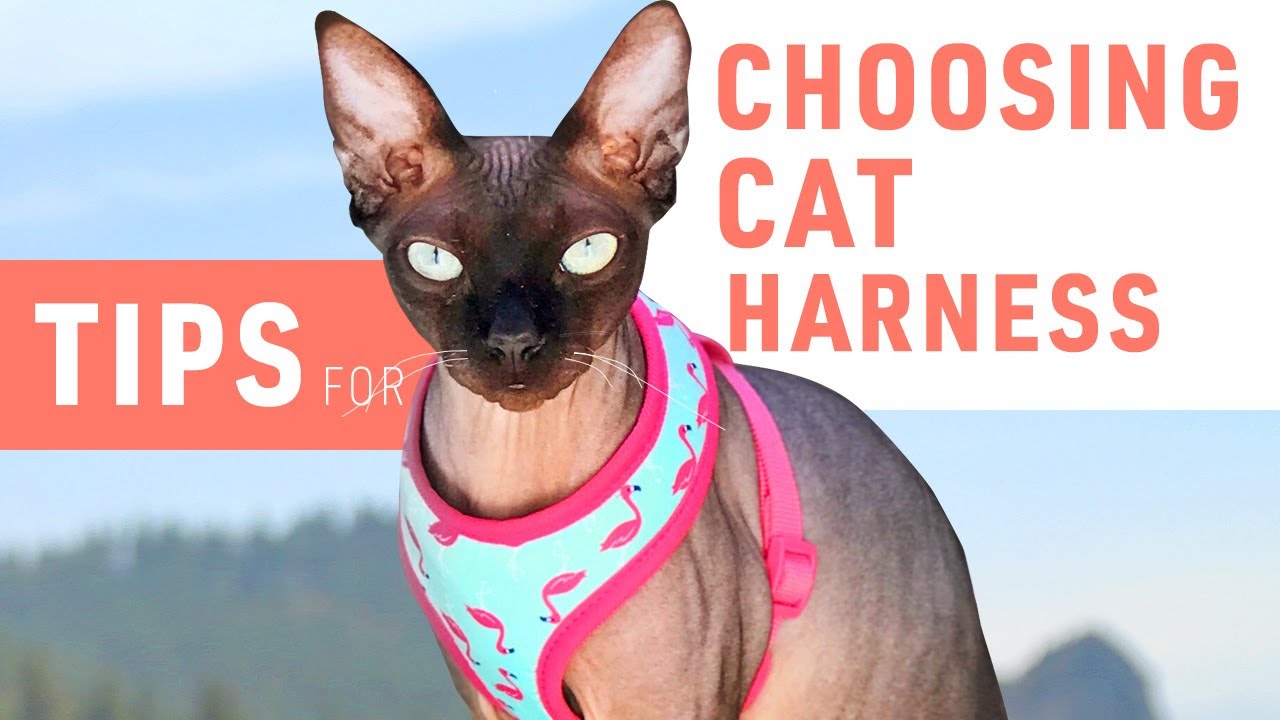 Choosing the Right Harness for Your Cat | Sphynx cat 101