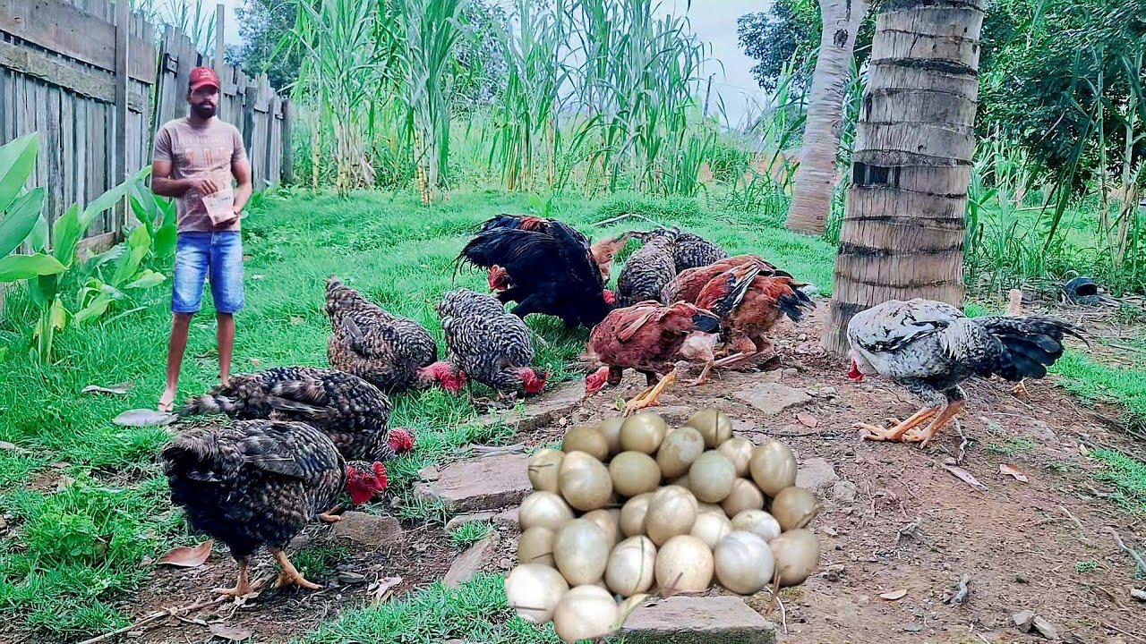 COMO MELHORAR SUA CHÁCARA CRIANDO GALINHAS CAIPIRA ABATE E VENDA DE OVOS CAIPIRA 