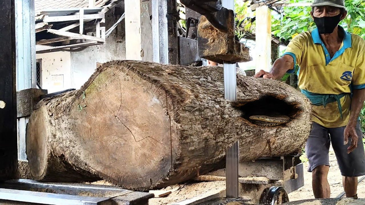 The surprising charm of Asian teak with beautiful grain of fibers in the sawmill