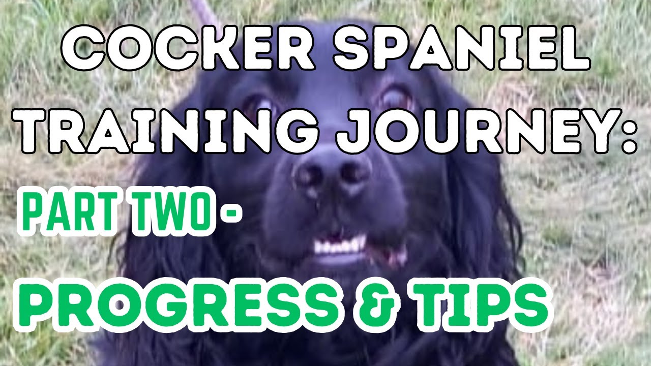 Taking Control Of A Cocker Spaniel Part Two.