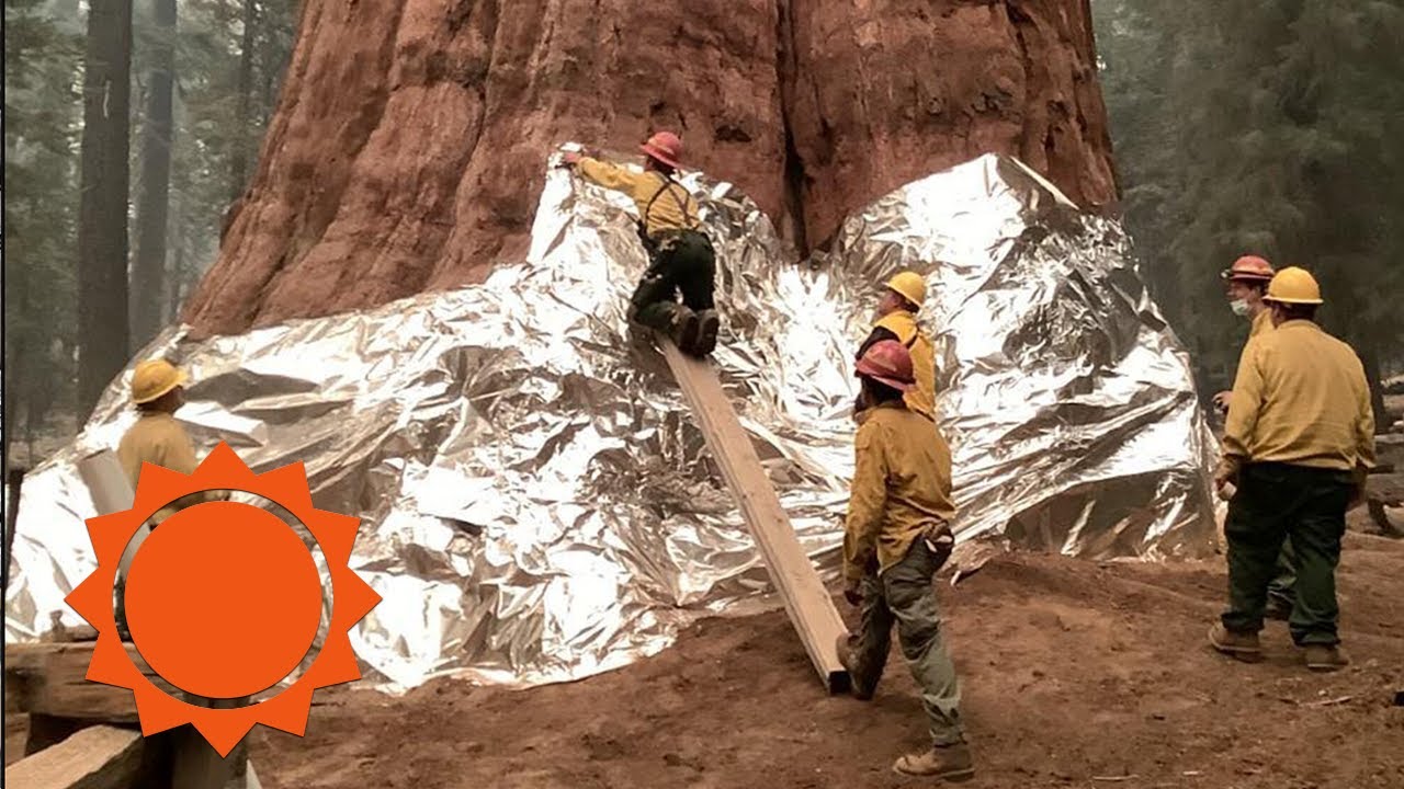 World&rsquo;s largest sequoia trees spared from wildfires | AccuWeather