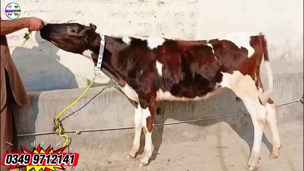 امپورٹڈ فریزن بالکل تیار بچھڑیاں دستیاب لوکیشن گوندل منڈی کارگو سہولت آل پاکستان!HF heifer for sale 