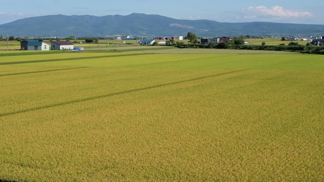 留萌線・キハ54・黄金色の絨毯をゆく　DSC 7615