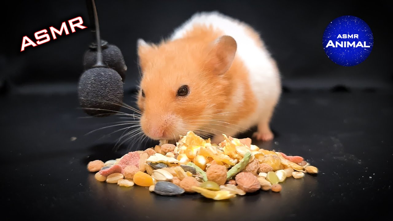ASMR EATING DRY FOOD MUKBANG 🐹 Hamster 26