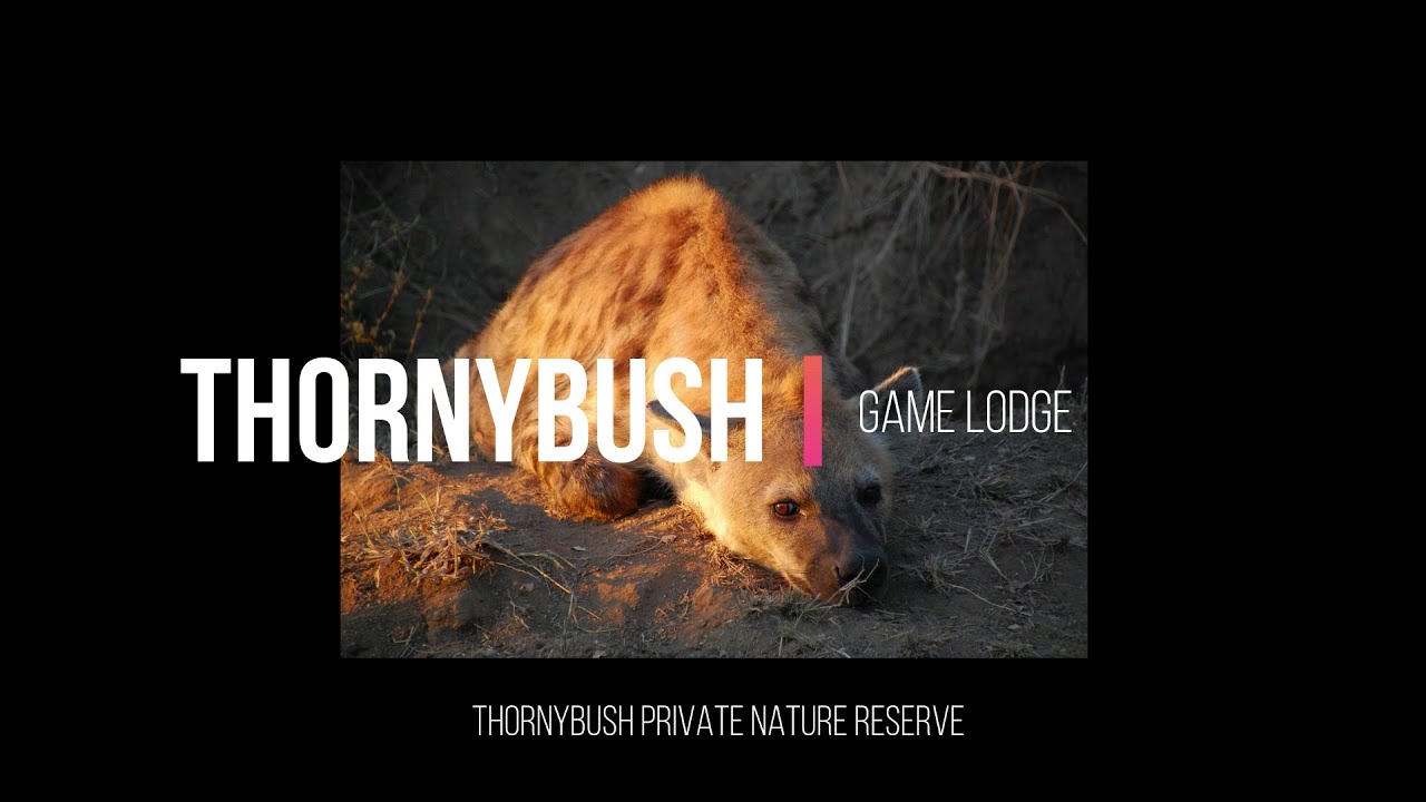 Thornybush Game Lodge Highlights