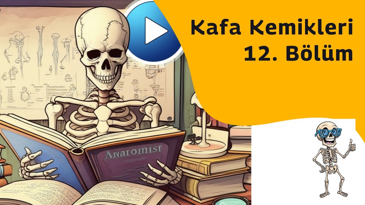 Kafa Kemikleri Bölüm 12 (Os Sphenoidale) [Anatomi Teorik]