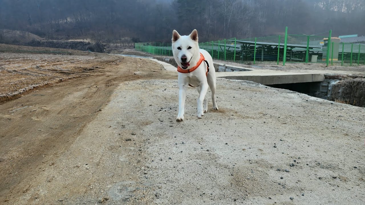 두부(진도개)의 522일차 아침산책 