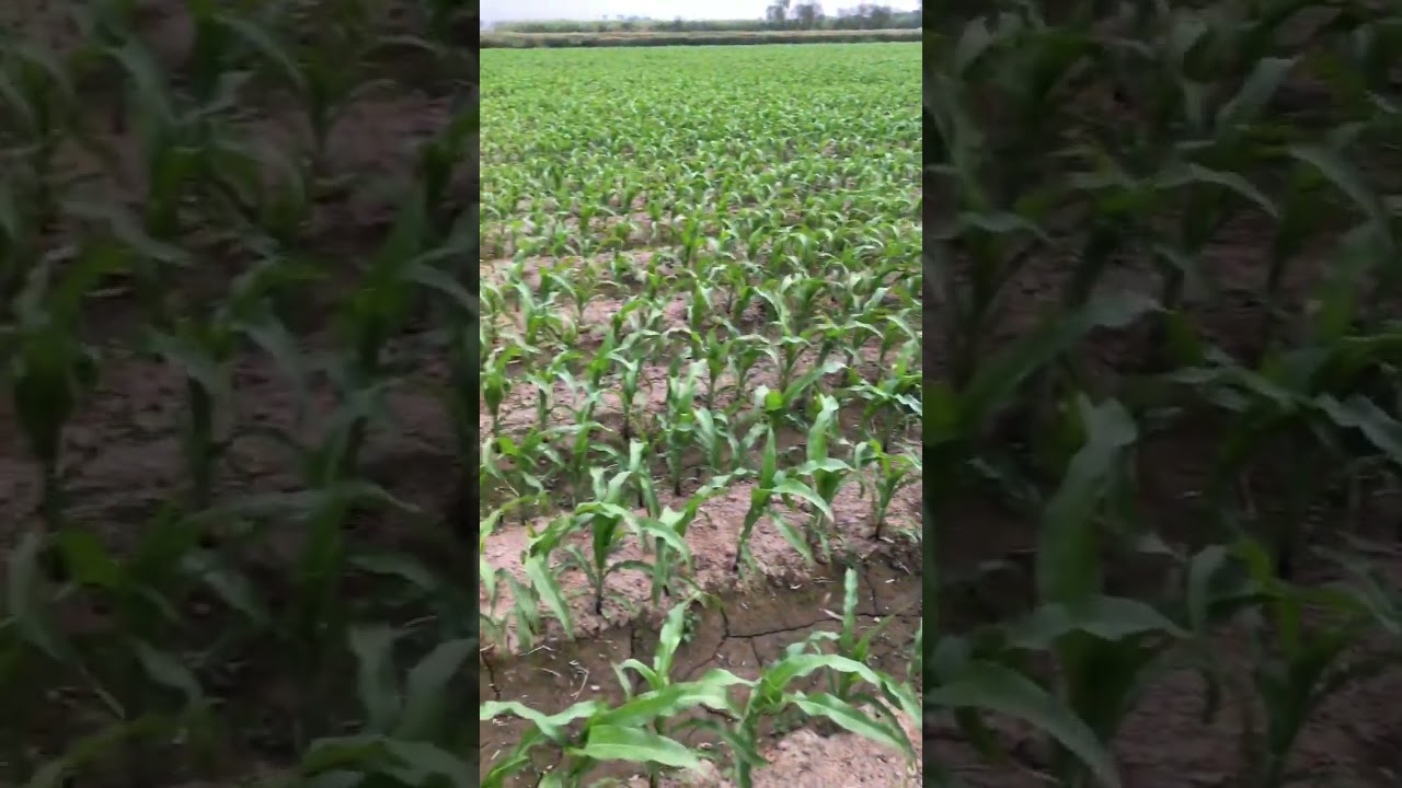 Corn crop fields in Pakistan #corn  #fields #satisfying #villagelife #farming