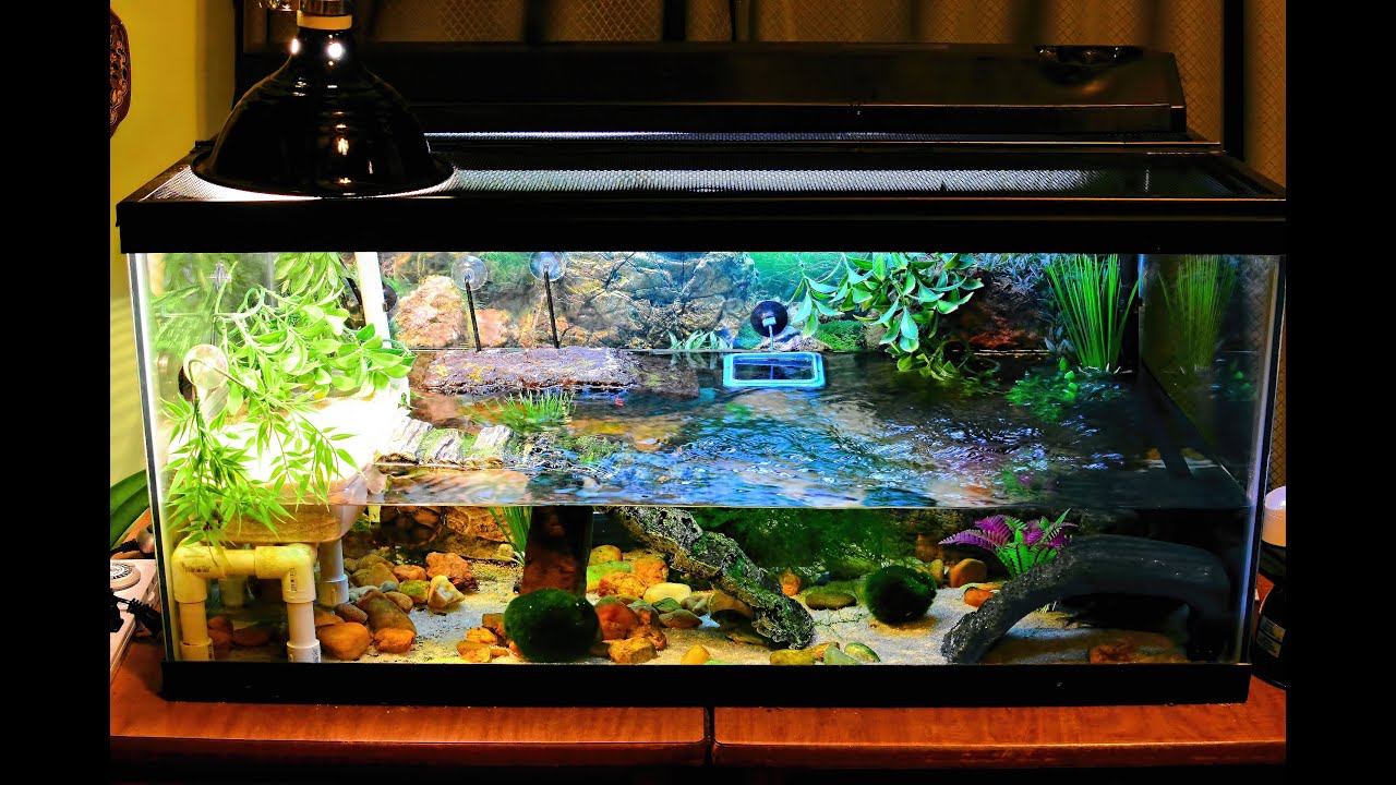 Mud Turtle Tank