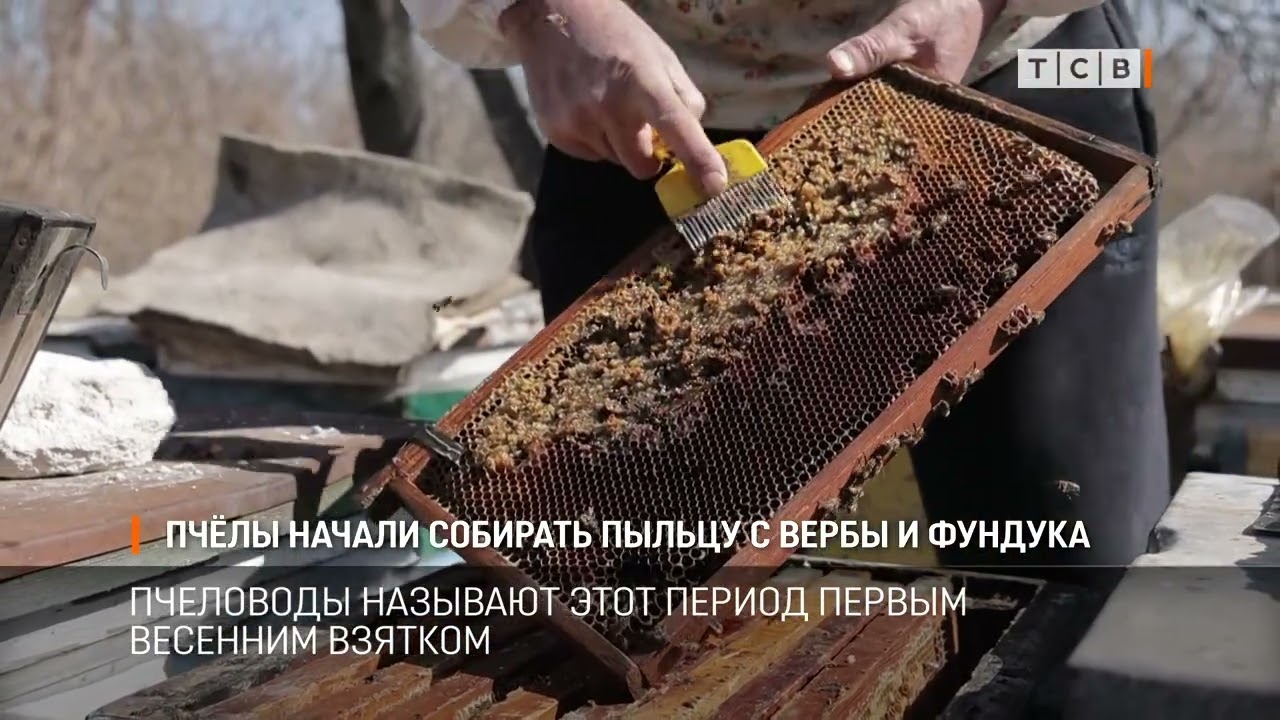 Пчёлы начали собирать пыльцу с вербы и фундука