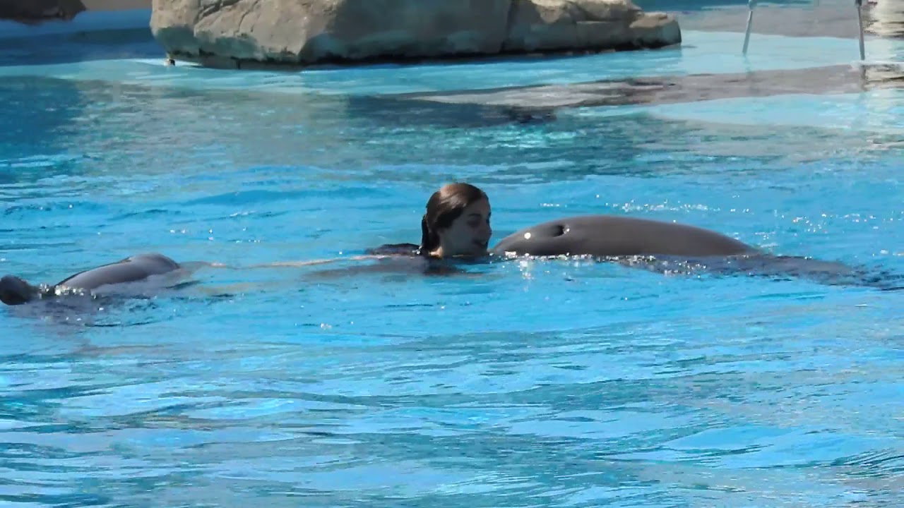 Jardim zoologico de Lisboa golfinhos